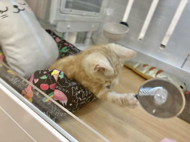 アメリカンショートヘア