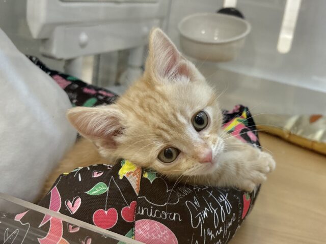 アメリカンショートヘア