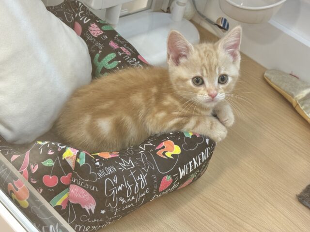 アメリカンショートヘア