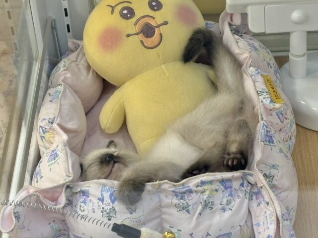 ブリティッシュショートヘア