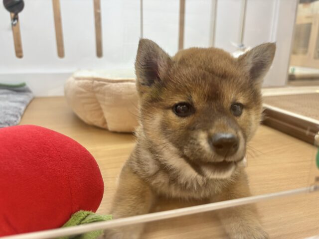 柴犬