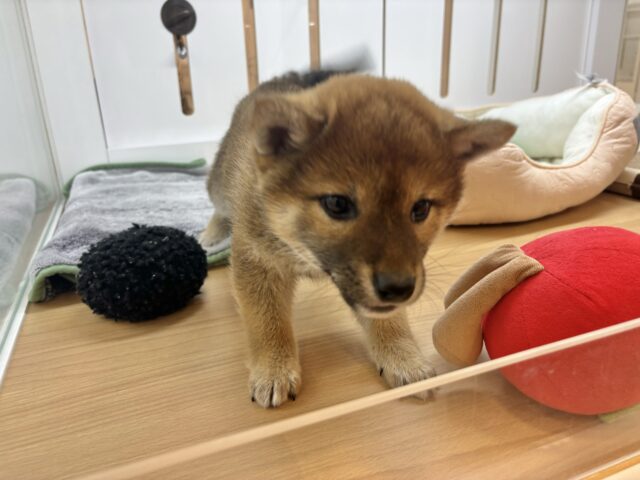 柴犬