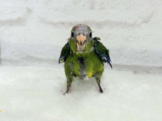 キガシラアオハシインコ