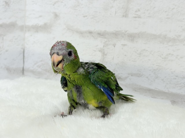 キガシラアオハシインコ