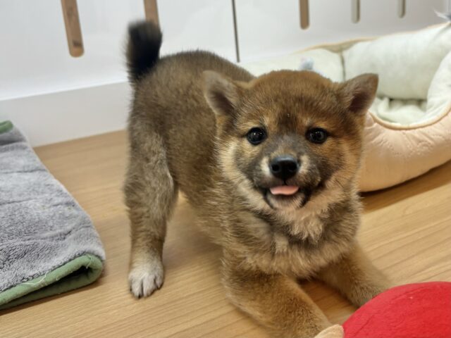 柴犬