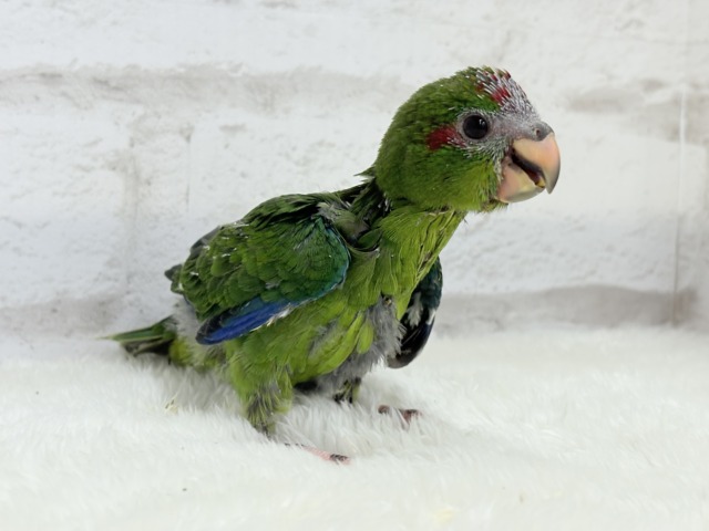 キガシラアオハシインコ