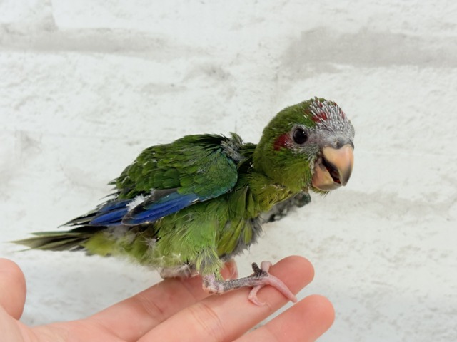 キガシラアオハシインコ