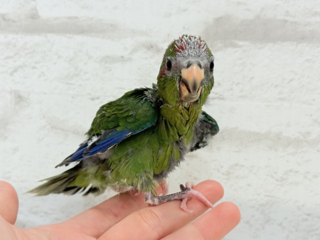 キガシラアオハシインコ