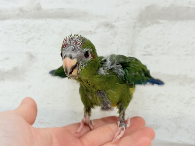 キガシラアオハシインコ
