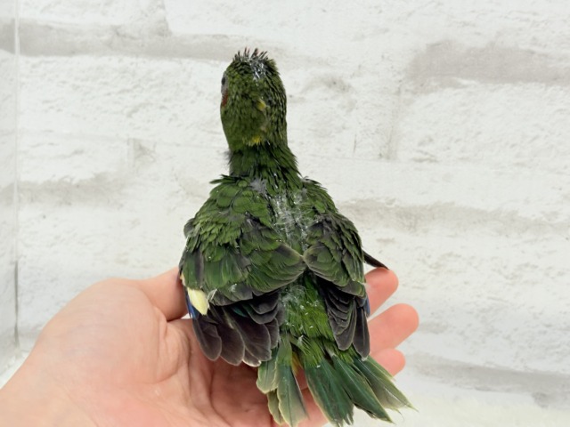 キガシラアオハシインコ