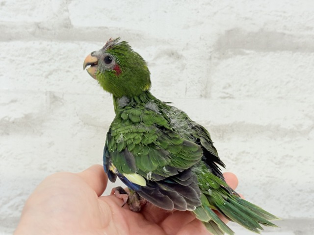 キガシラアオハシインコ