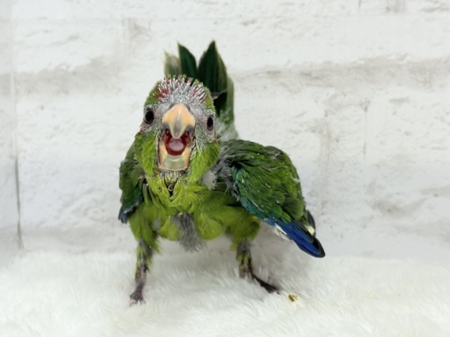 キガシラアオハシインコ