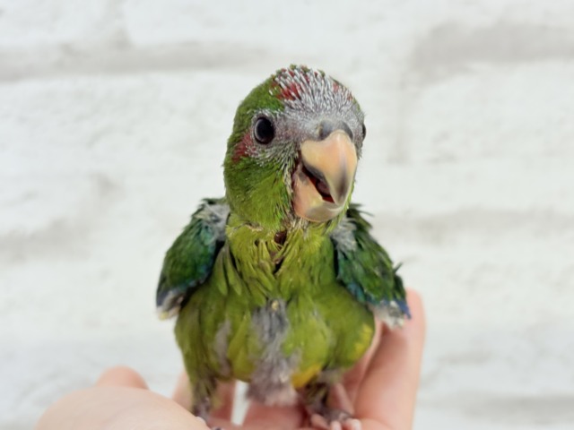 キガシラアオハシインコ