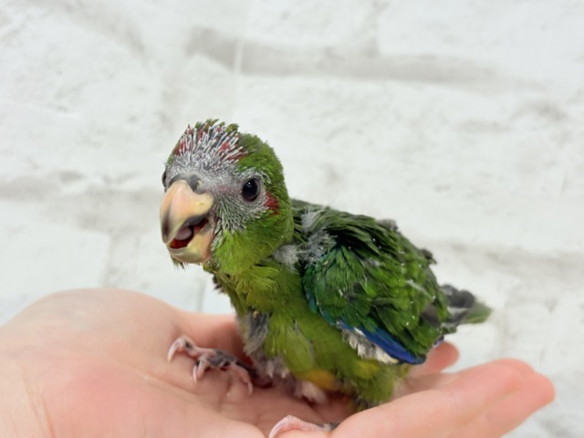 キガシラアオハシインコ