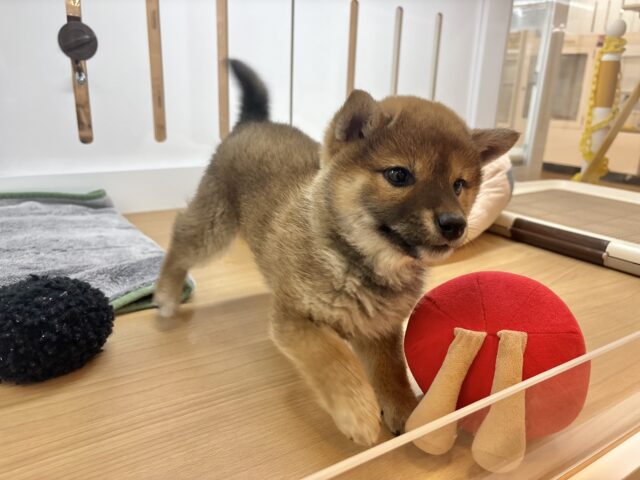 柴犬