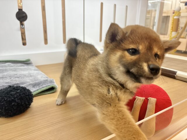 柴犬