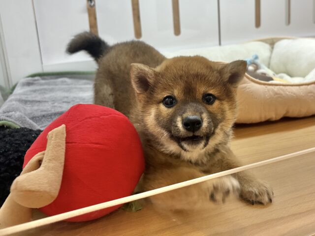 柴犬