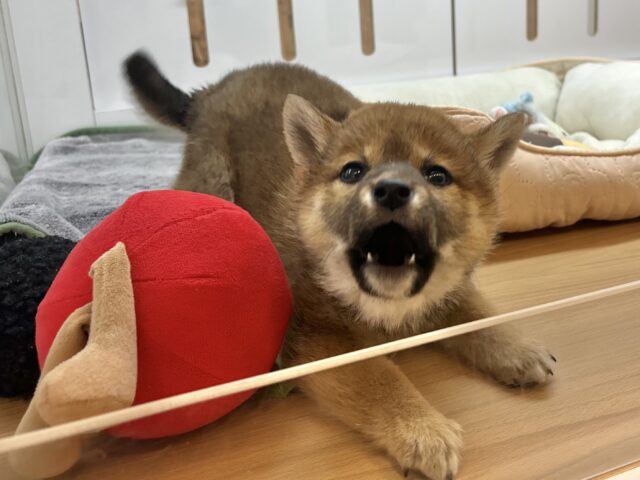 柴犬