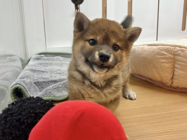 柴犬