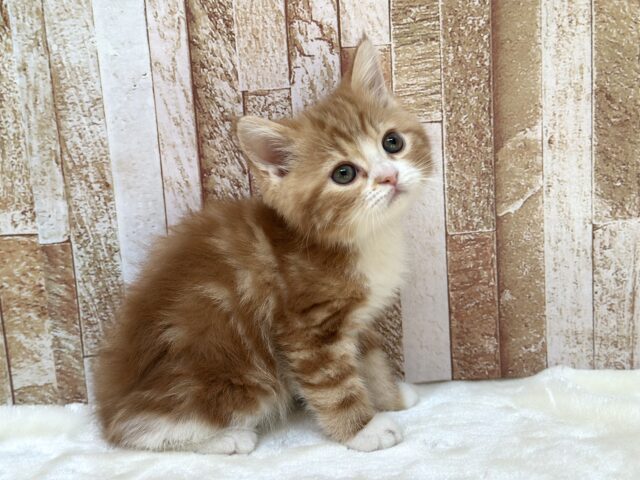 スコティッシュストレート