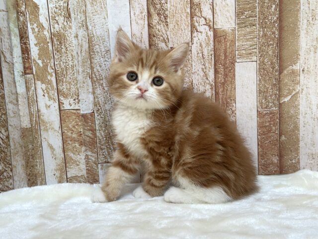 スコティッシュストレート