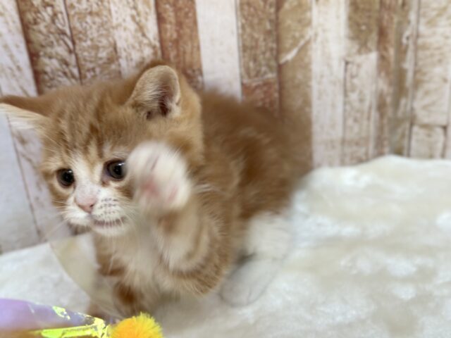 スコティッシュストレート