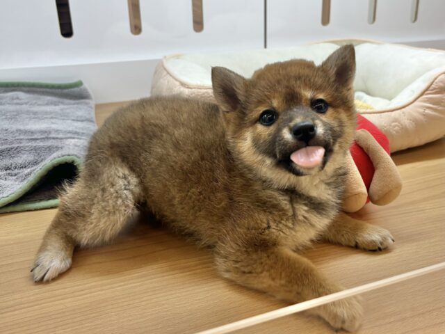柴犬