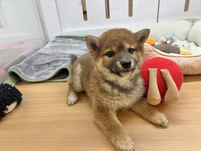 柴犬
