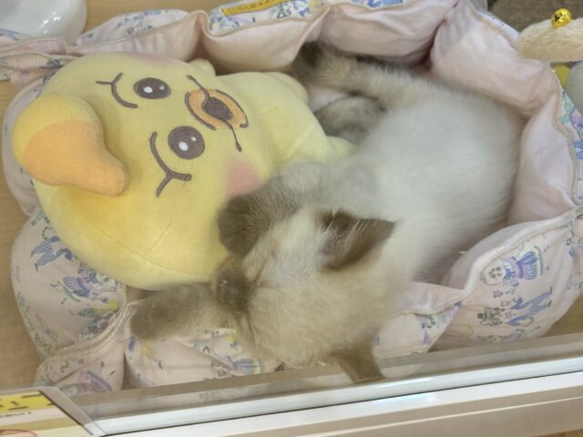 ブリティッシュショートヘア