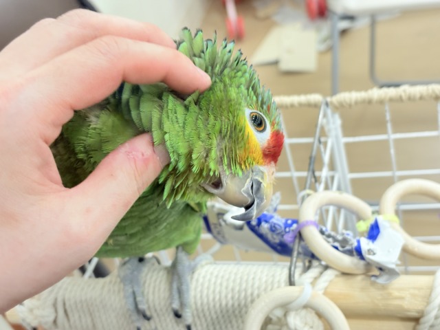キホオボウシインコ