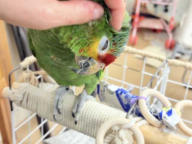 キホオボウシインコ