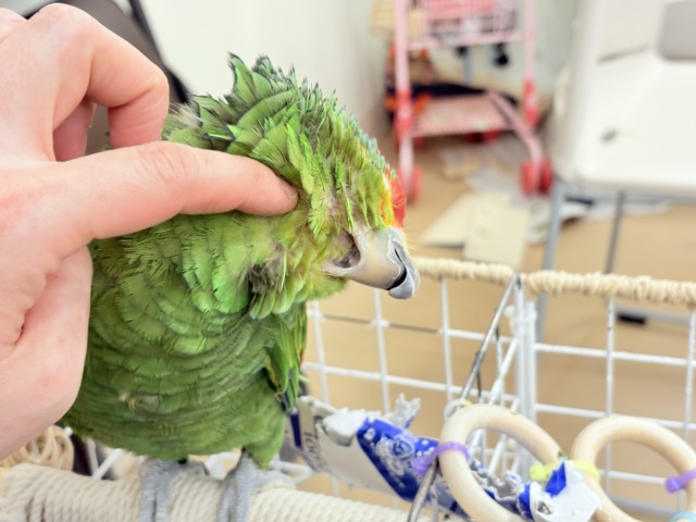 キホオボウシインコ