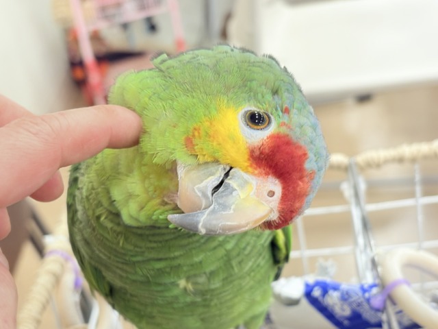 キホオボウシインコ