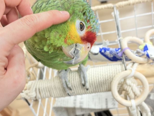 キホオボウシインコ