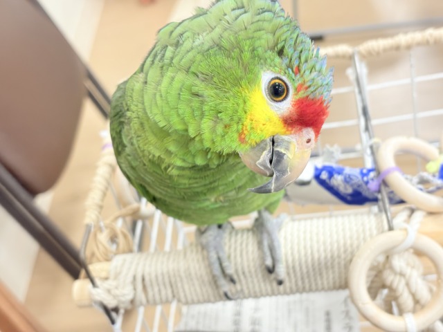 キホオボウシインコ