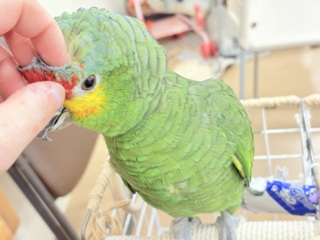 キホオボウシインコ
