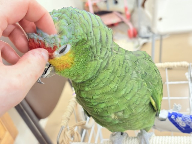 キホオボウシインコ