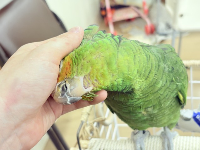 キホオボウシインコ
