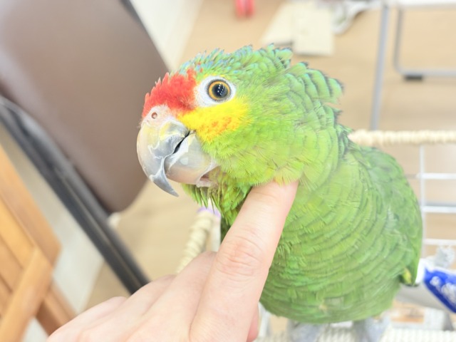 キホオボウシインコ