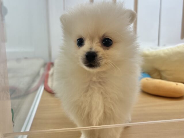 ポメラニアン