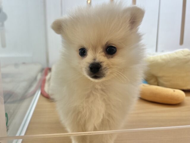 ポメラニアン