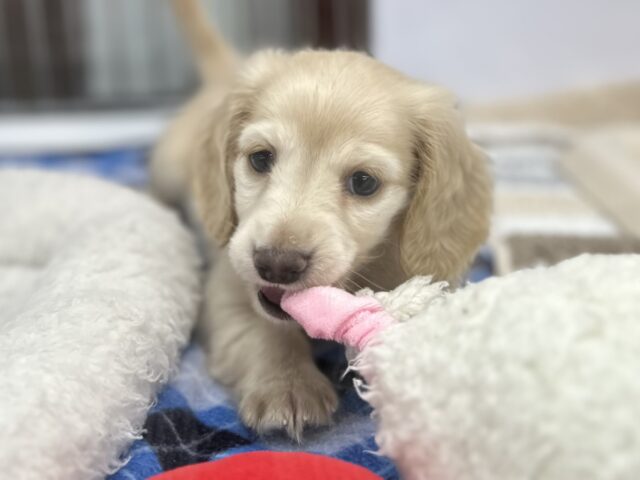 ミニチュアダックス