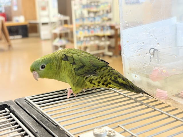 サザナミインコ