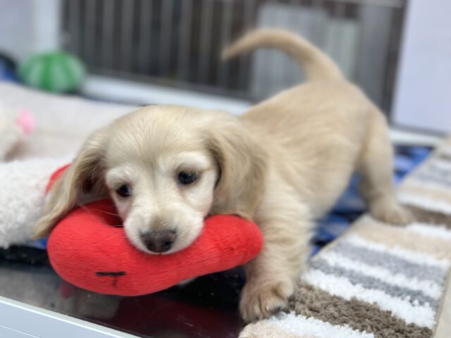 ミニチュアダックス