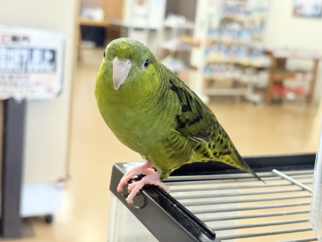 サザナミインコ