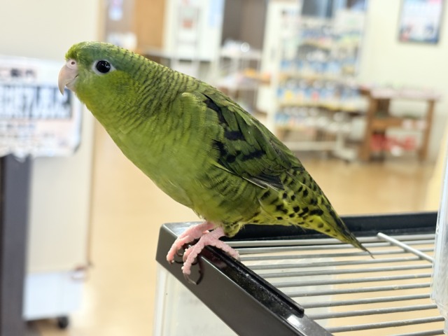 サザナミインコ