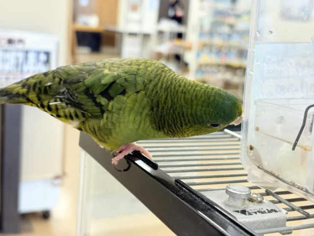 サザナミインコ