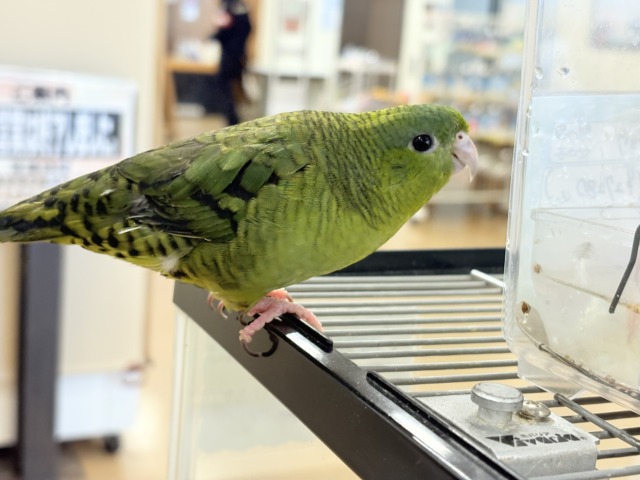 サザナミインコ