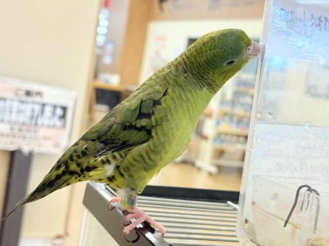 サザナミインコ