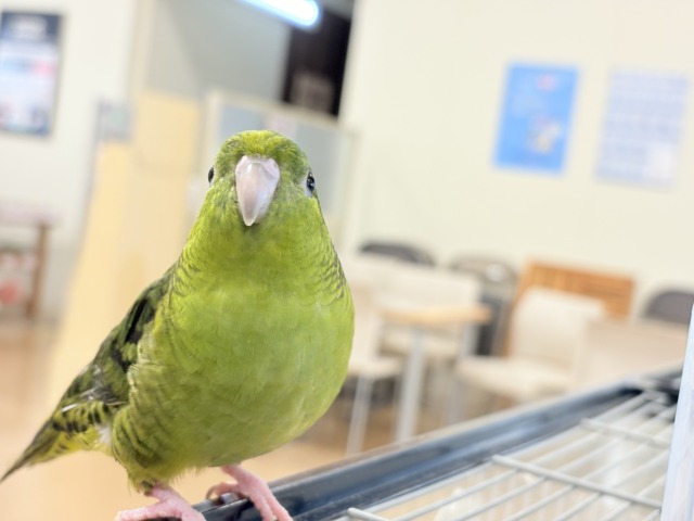 サザナミインコ